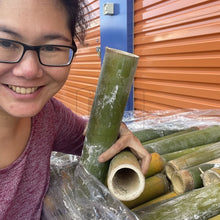 Load image into Gallery viewer, Fresh QLD Bamboo. Buluh. Bumbong - The Thorny Fruit Co
