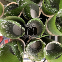 Load image into Gallery viewer, Fresh QLD Bamboo. Buluh. Bumbong - The Thorny Fruit Co