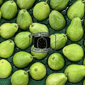 [NOT IN SEASON] Jambu Batu. Jambu Biji. Jambu Klutuk. Common Guava. Psidium guajava - The Thorny Fruit Co