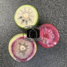 Load image into Gallery viewer, Star Apple. Milk Fruit. Caimito. Sawo Duren. - The Thorny Fruit Co