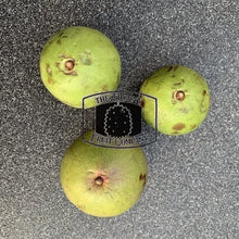 Load image into Gallery viewer, Star Apple. Milk Fruit. Caimito. Sawo Duren. - The Thorny Fruit Co