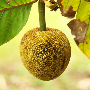 [COMING SOON] QLD Marang. Tarap. Terap. Artocarpus odoratissimus