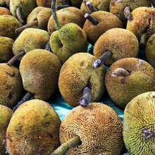 Load image into Gallery viewer, [COMING SOON] QLD Marang. Tarap. Terap. Artocarpus odoratissimus