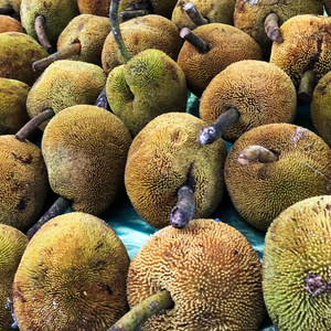 [COMING SOON] QLD Marang. Tarap. Terap. Artocarpus odoratissimus