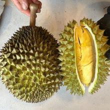 Load image into Gallery viewer, [PRE-ORDER] QLD Fresh Durian Seedling. Australian Kampung Durian