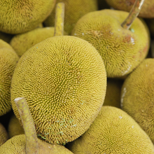 Load image into Gallery viewer, [COMING SOON] QLD Marang. Tarap. Terap. Artocarpus odoratissimus