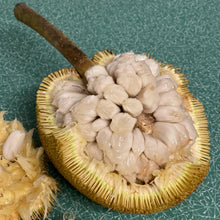 Load image into Gallery viewer, [COMING SOON] QLD Marang. Tarap. Terap. Artocarpus odoratissimus