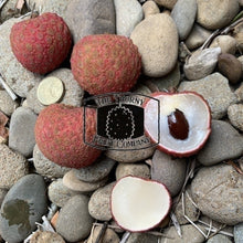 Load image into Gallery viewer, Australian Lychees. Litchi chinensis - The Thorny Fruit Co