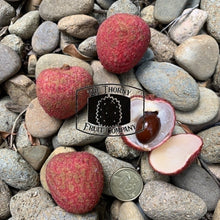Load image into Gallery viewer, Australian Lychees. Litchi chinensis - The Thorny Fruit Co