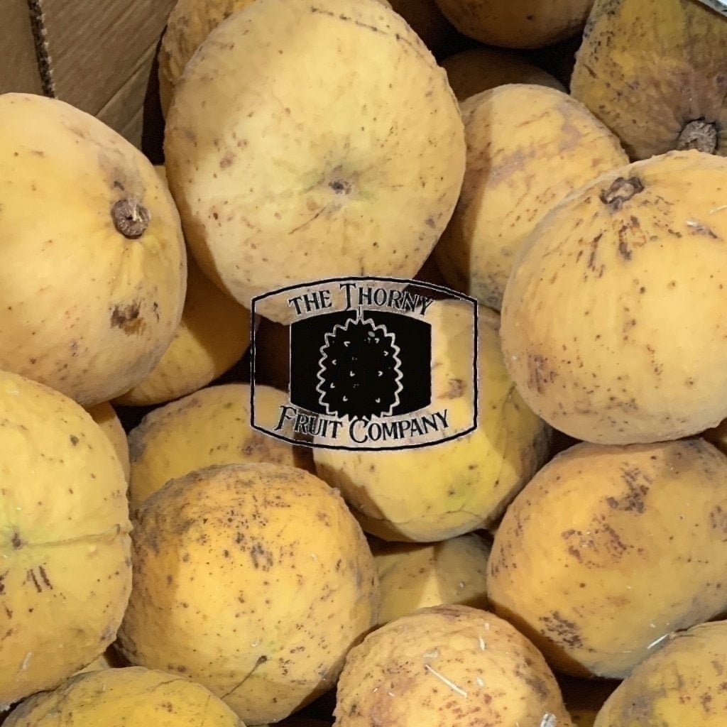 [COMING SOON] Fresh QLD Santol. Cotton Fruit. Kecapi. Sentul. Sandoricum koetjape - The Thorny Fruit Co