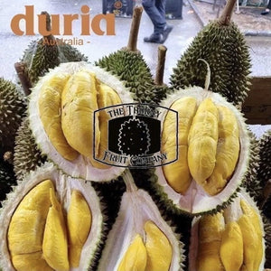 Duria Australia Frozen Whole Highland Old Tree Musang King Durian D197 - The Thorny Fruit Co