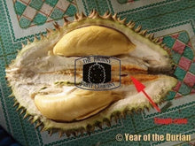 Load image into Gallery viewer, [EXCLUSIVE] Frozen Whole Tekka / Musang Queen D160 Durian - The Thorny Fruit Co