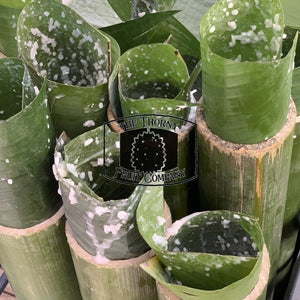 Fresh QLD Bamboo. Buluh. Bumbong - The Thorny Fruit Co