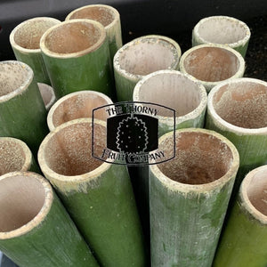 Fresh QLD Bamboo. Buluh. Bumbong - The Thorny Fruit Co