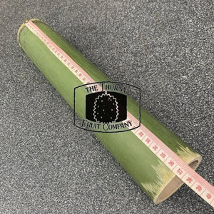 Fresh QLD Bamboo. Buluh. Bumbong - The Thorny Fruit Co