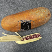 Load image into Gallery viewer, [LIMITED] Aged Cucumber. Old Giant Russian Cucumber. Cucumis Sativus - The Thorny Fruit Co
