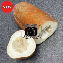 Load image into Gallery viewer, [LIMITED] Aged Cucumber. Old Giant Russian Cucumber. Cucumis Sativus - The Thorny Fruit Co