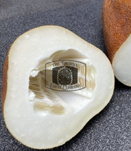 Load image into Gallery viewer, [LIMITED] Aged Cucumber. Old Giant Russian Cucumber. Cucumis Sativus - The Thorny Fruit Co