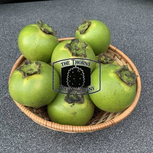 [LIMITED] Black Sapote. Chocolate Pudding Fruit. Diospyros Nigra - The Thorny Fruit Co