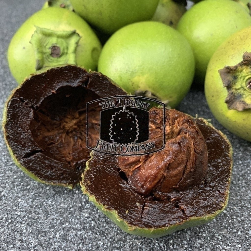 LIMITED Black Sapote. Chocolate Pudding Fruit. Diospyros Nigra The Thorny Fruit Co
