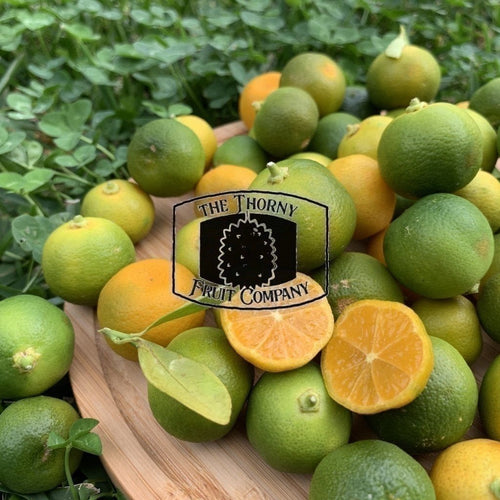 [LIMITED] Calamansi. Limau Kasturi. Citrofortunella microcarpa - The Thorny Fruit Co