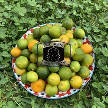Load image into Gallery viewer, [LIMITED] Calamansi. Limau Kasturi. Citrofortunella microcarpa - The Thorny Fruit Co