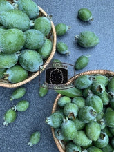 Load image into Gallery viewer, [LIMITED] Fresh Feijoas. Feijoa sellowian - The Thorny Fruit Co