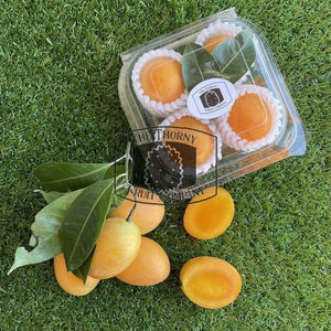 [LIMITED] Fresh Maprang. Mayong Chit. Gandaria. Buah Kundang. Mango Plum. Bouea macrophylla - The Thorny Fruit Co
