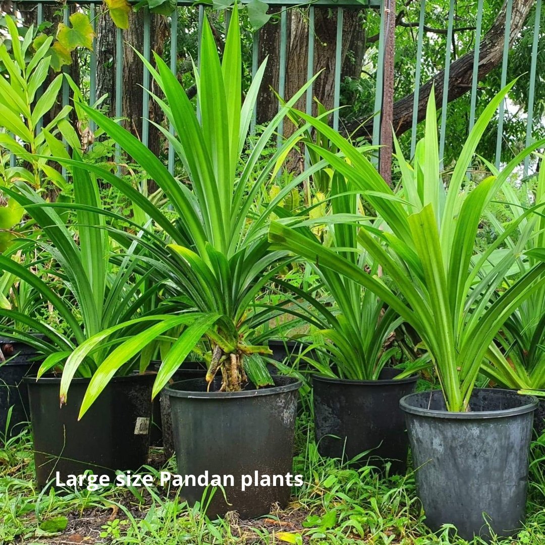 Pandan Rawa Pandan Plant