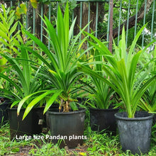 Load image into Gallery viewer, [LIMITED] Fresh Sydney-grown Pandan Plants. Pandanus Amaryllifolius - The Thorny Fruit Co