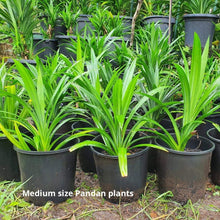 Load image into Gallery viewer, [LIMITED] Fresh Sydney-grown Pandan Plants. Pandanus Amaryllifolius - The Thorny Fruit Co