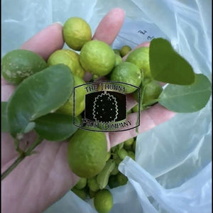 [LIMITED] Jeruk Limo. Indonesian Lime. Citrus Amblycarpa hybrid - The Thorny Fruit Co