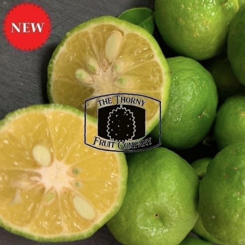 [LIMITED] Jeruk Limo. Indonesian Lime. Citrus Amblycarpa hybrid - The Thorny Fruit Co