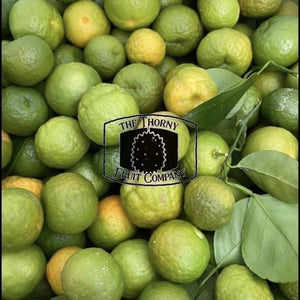 [LIMITED] Jeruk Limo. Indonesian Lime. Citrus Amblycarpa hybrid - The Thorny Fruit Co