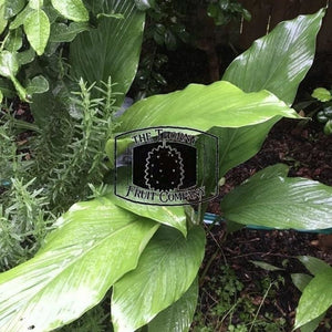 [LIMITED] Organic Turmeric Leaves. Daun Kunyit - The Thorny Fruit Co