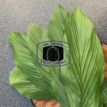 Load image into Gallery viewer, [LIMITED] Organic Turmeric Leaves. Daun Kunyit - The Thorny Fruit Co