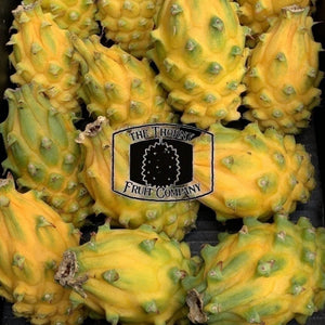 [LIMITED] Yellow Dragon Fruit. Pitaya. Buah Naga Mas. Hylocereus megalanthus - The Thorny Fruit Co