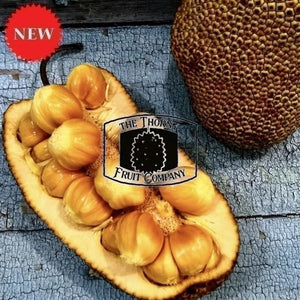 Malaysian Frozen Whole Honey Red Cempedak. Artocarpus Integer - The Thorny Fruit Co