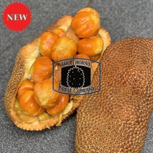 Load image into Gallery viewer, Malaysian Frozen Whole Honey Red Cempedak. Artocarpus Integer - The Thorny Fruit Co
