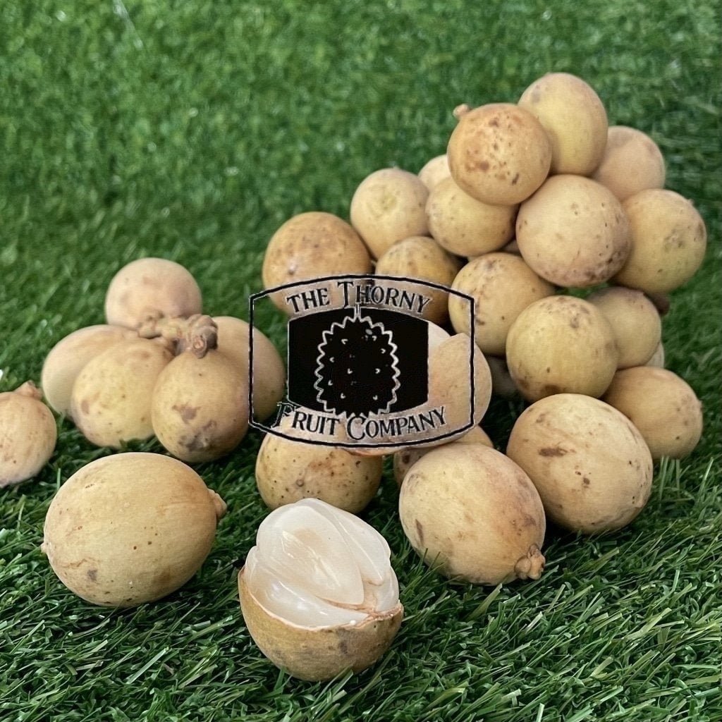 [NOT IN SEASON] Australian Duku or Langsat. Lansones. Lanzones. Lansium parasiticum - The Thorny Fruit Co