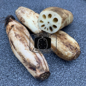 [NOT IN SEASON] Fresh Lotus Root. Nelumbo nucifera rhizomes - The Thorny Fruit Co