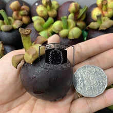 Load image into Gallery viewer, [NOT IN SEASON] Fresh QLD Purple Mangosteens. Garcinia mangostana - The Thorny Fruit Co
