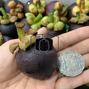 [NOT IN SEASON] Fresh QLD Purple Mangosteens. Garcinia mangostana - The Thorny Fruit Co