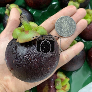 [NOT IN SEASON] Fresh QLD Purple Mangosteens. Garcinia mangostana - The Thorny Fruit Co