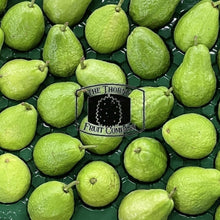 Load image into Gallery viewer, [NOT IN SEASON] Jambu Batu. Jambu Biji. Jambu Klutuk. Common Guava. Psidium guajava - The Thorny Fruit Co