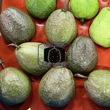 Load image into Gallery viewer, [NOT IN SEASON] Jambu Batu. Jambu Biji. Jambu Klutuk. Common Guava. Psidium guajava - The Thorny Fruit Co