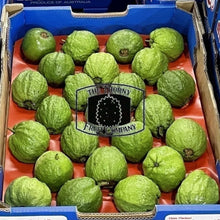 Load image into Gallery viewer, [NOT IN SEASON] Jambu Batu. Jambu Biji. Jambu Klutuk. Common Guava. Psidium guajava - The Thorny Fruit Co