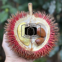 Load image into Gallery viewer, [NOT IN SEASON] QLD grown Durio Dulcis. Lahung. Tutong. Marangang. Wild Red Durian - The Thorny Fruit Co