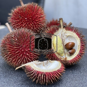 [NOT IN SEASON] QLD grown Durio Dulcis. Lahung. Tutong. Marangang. Wild Red Durian - The Thorny Fruit Co