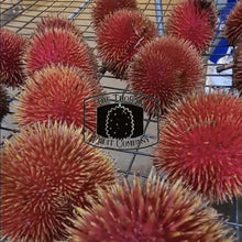 Load image into Gallery viewer, [NOT IN SEASON] QLD grown Durio Dulcis. Lahung. Tutong. Marangang. Wild Red Durian - The Thorny Fruit Co
